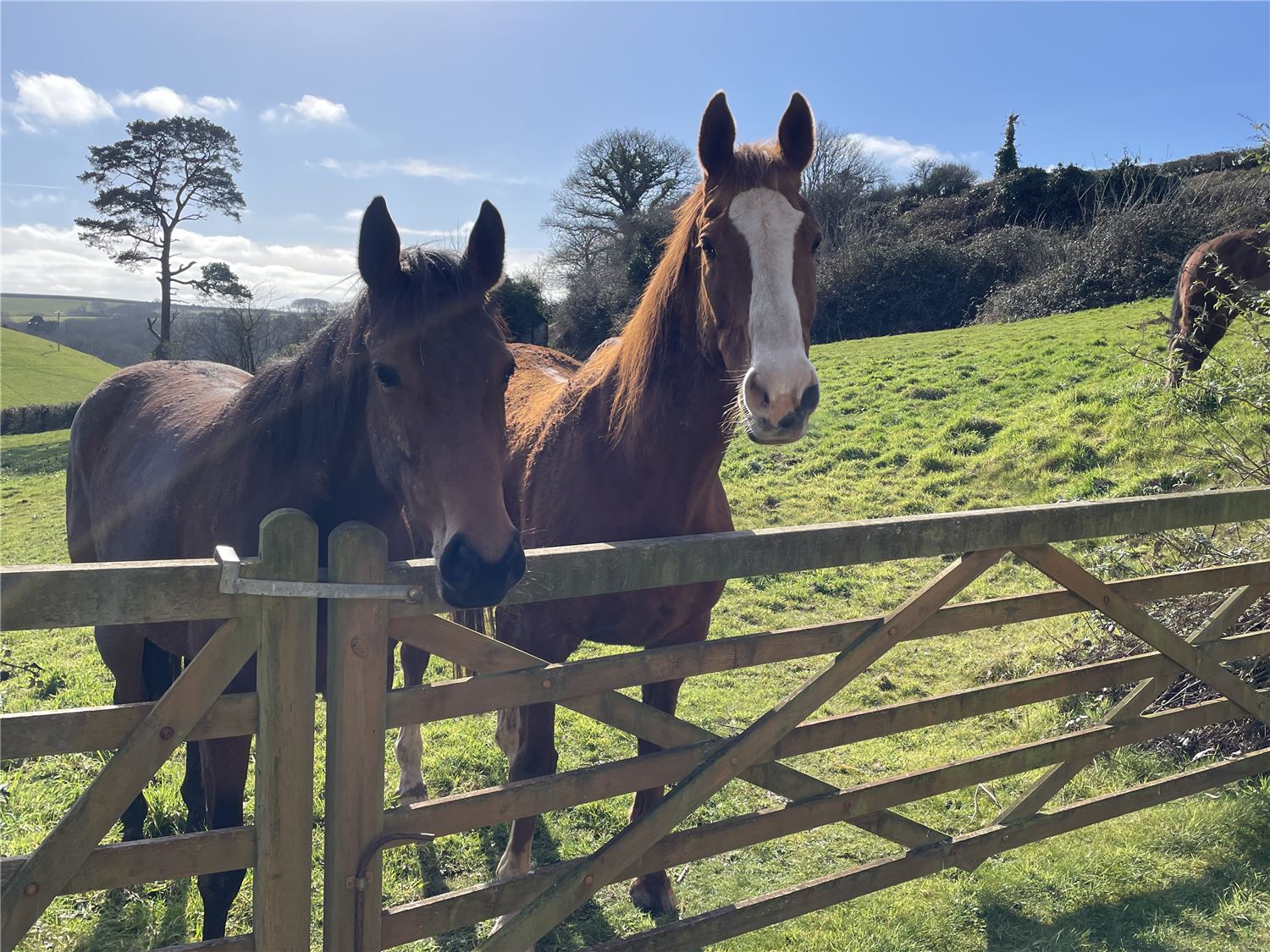 Horses in field