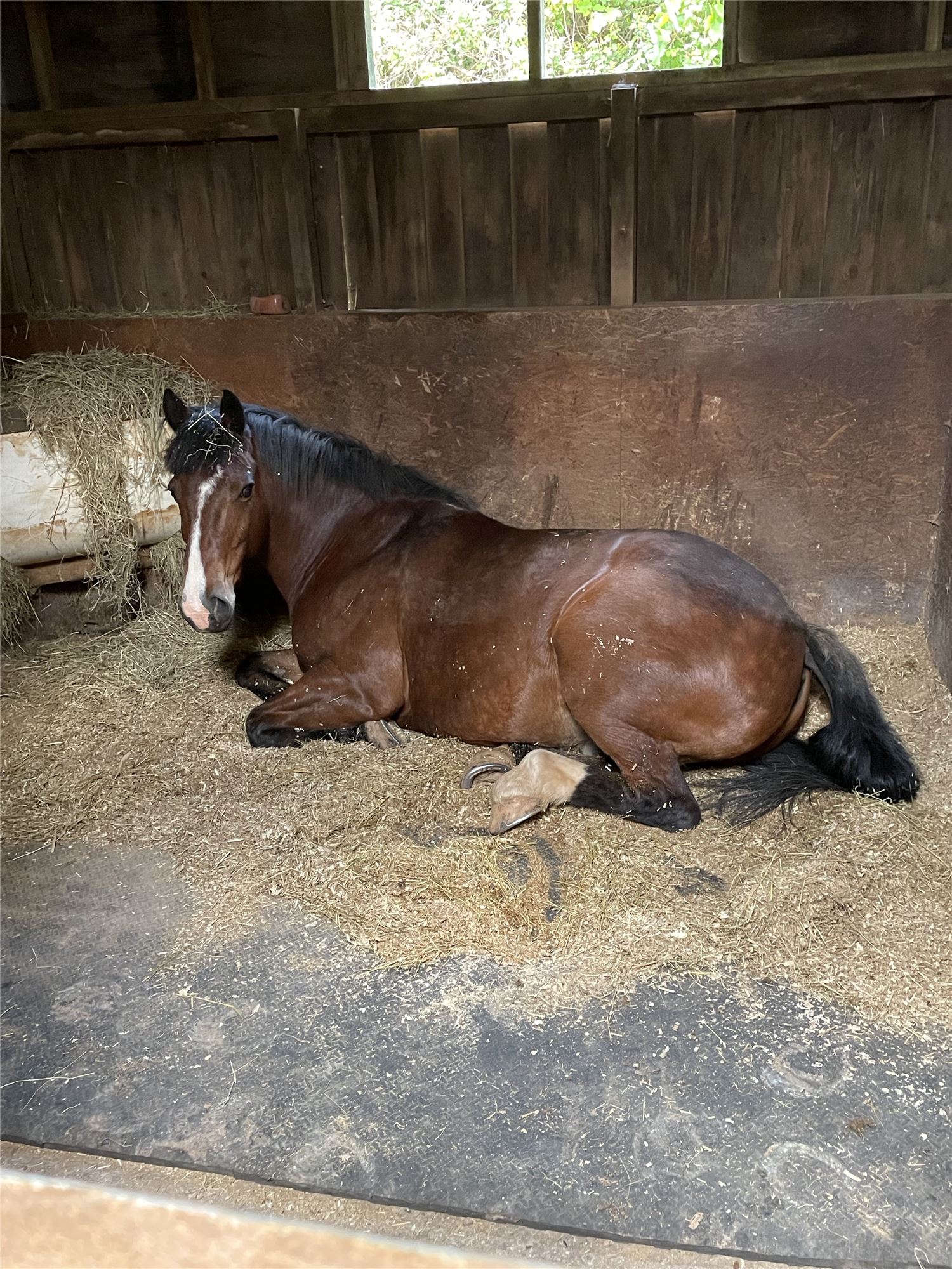 Horse in stable at Woodbury farm cottages