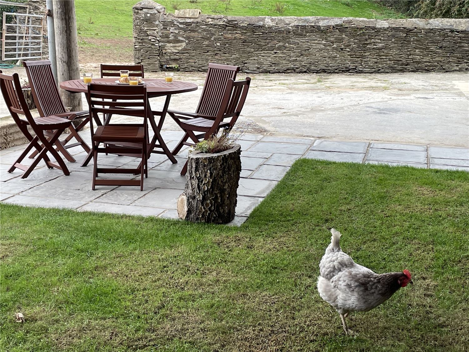 Outside dining area with Mable the chicken