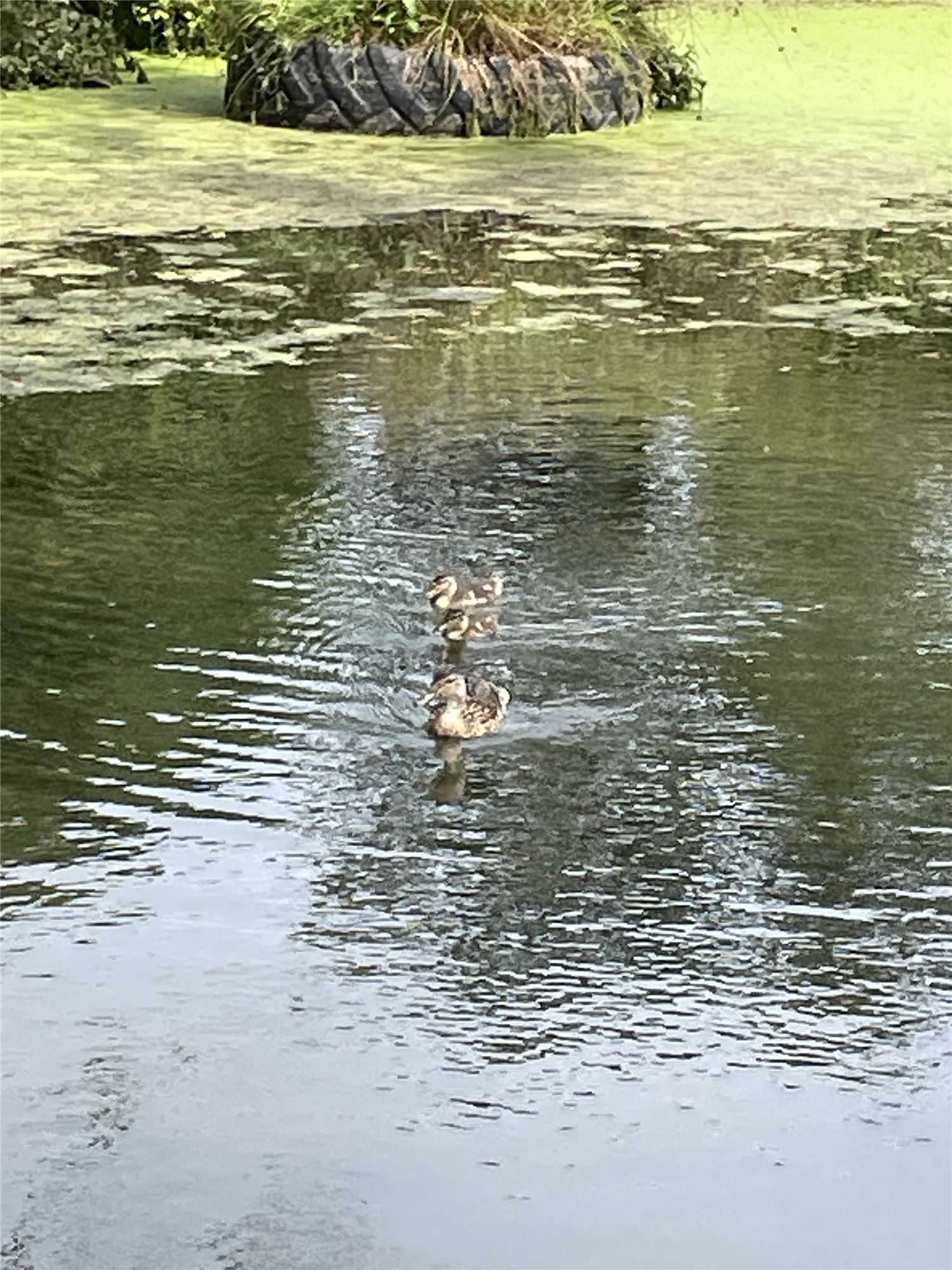 Swimming mallard ducks