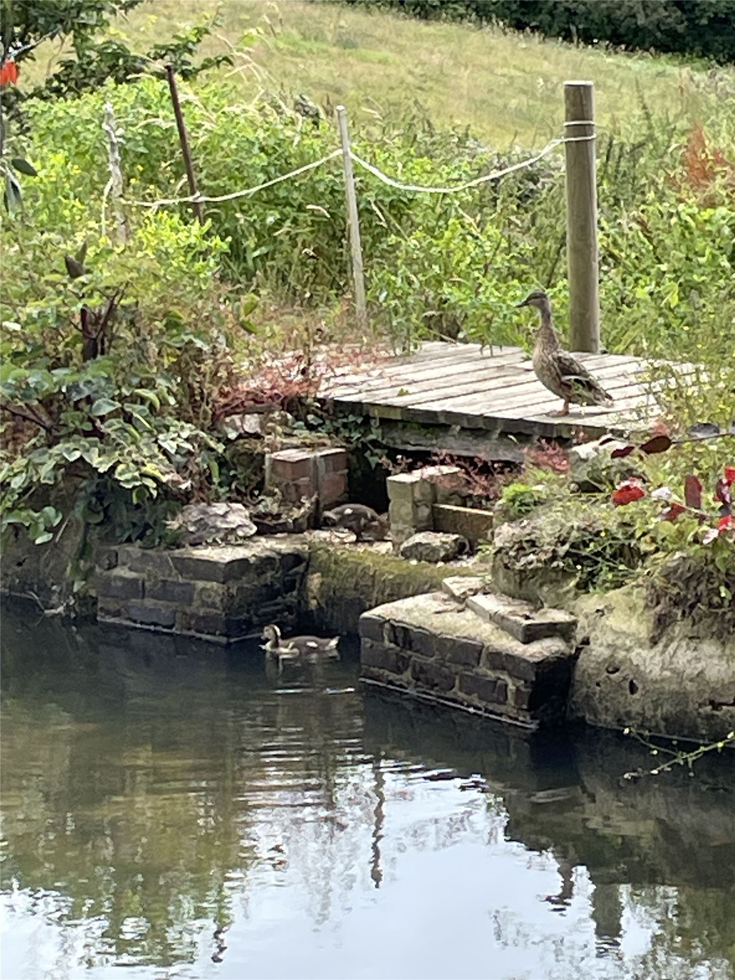 Mallard ducks on the pond