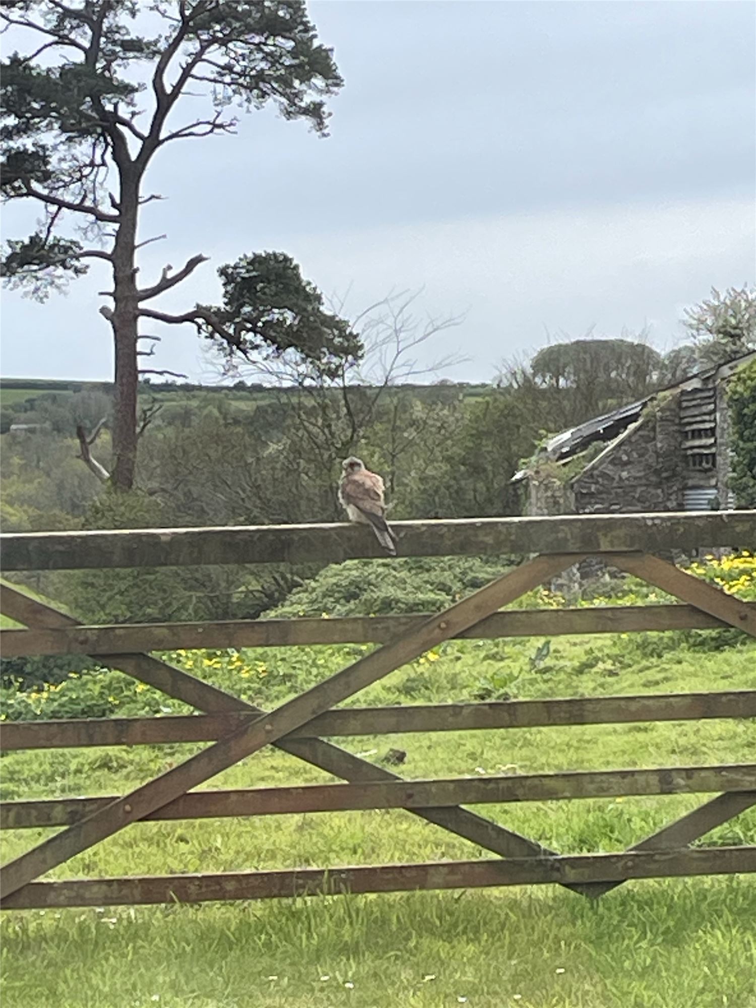 Kestrel bird of prey