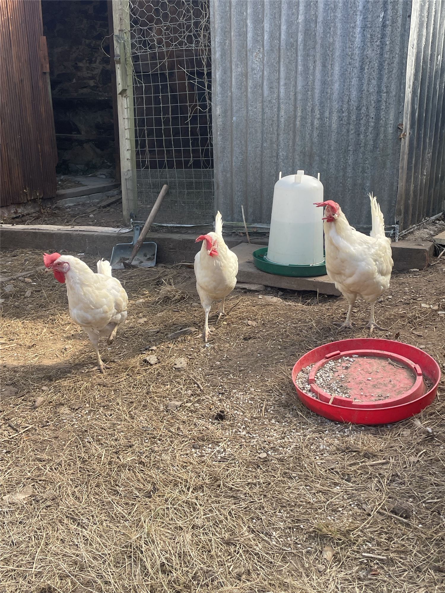 Chickens on a wall at Woodbury farm cottages